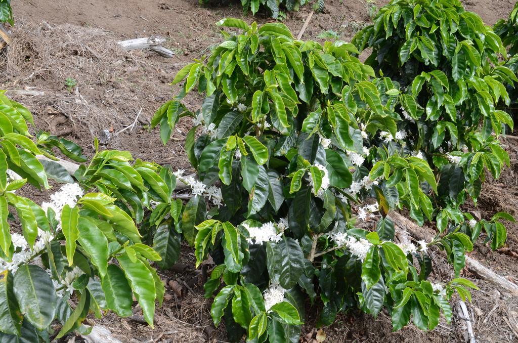 Cabinas Capulin & Farm الجبل الأخضر المظهر الخارجي الصورة